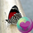 icon Skoenlappers Wallpapers(Sfondi HD di farfalle) 2.1.10
