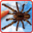 icon Spider wallpaper(Ragno, carta da parati dal vivo) 1.1.0.23
