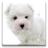 icon Dog Wallpapers!(Sfondi per cani!) 5.1