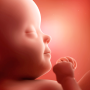 icon Pregnancy(App gravidanza e baby tracker)
