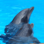 icon Dolphin sound to relax(Delfini - Suono per rilassarsi)