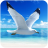 icon The Seagull(The Seagull
) 1.0.4