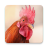 icon Rooster Sounds 3.10