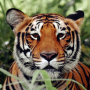 icon Tiger Wallpapers (Sfondi di tigre)