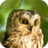 icon Owl Sounds(Suoni di gufo) 2.0