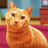 icon My Little Kitten Cat Simulator(My Little Kitten Cat Simulator
) 1.2