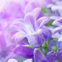 icon Lilac Flowers Live Wallpaper(Fiori lilla Sfondo animato)