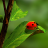 icon Ladybug Wallpapers(Ladybug) 3.0.1