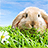 icon Rabbit Live Wallpaper(Coniglio Live Wallpaper) 2.11