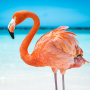 icon The Flamingo(The Flamingo
)