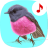 icon Bird songs: Ringtones(Bird Songs: Ringtones
) 4.9