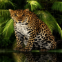 icon Angry Forest Leopard LWP