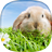 icon Rabbit Live Wallpaper(Coniglio Live Wallpaper) 2.3
