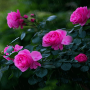 icon Rainy Pink Flowers LWP(LWP fiori rosa piovosi)