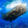 icon The Sperm Whale(The Sperm Whale
)