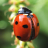 icon Ladybug Wallpaper(Ladybug) 2.0.0