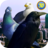 icon City Birds Simulator 1