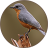 icon Bird Sounds 2017(Suoni e suonerie di uccelli) 1.5