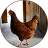 icon Chicken Sounds(Suoni di pollo) 1.3