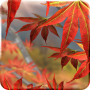 icon Autumn Tree (Autumn Tree Sfondo gratuito)