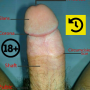 icon Penis Anatomy(Anatomia del pene
)
