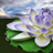 icon Lotus Blom Agtergrond(Sfondi di fiori di loto) 2.1.8