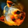 icon GOOD BOY dog pictures and wallpapers HD(GOOD BOY cane immagini e sfondi HD
)