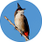 icon Birds of Thailand(Uccello thailandese: suoni e suonerie) 1.3