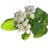 icon Missouri Wildflowers 4.5