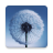 icon Dandelion(Dandelion Live Wallpaper) 2.0.6