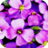 icon Flower Wallpapers(Sfondi di fiori) 1.0