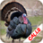 icon Turkey Calls(La caccia alla Turchia chiama) 3.34