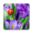 icon Macro Spring Live Wallpaper 1.0.7