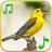 icon Birds sounds & ringtones(Suoni degli uccelli) 1.1