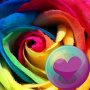 icon Beautiful Roses HD Wallpapers (Sfondi HD di bellissime rose)