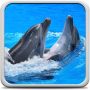 icon Dolphins Live Wallpaper (Delfini Live Wallpaper)