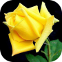 icon Love Flowers(Rose Live Wallpapers For My Love, Flowers HD 4k
)