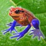 icon Frog Friends (Amici rana)