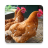 icon Chicken Sounds(Suoni di pollo) 2.13