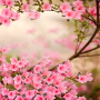 icon Spring Flowers Live Wallpaper(Fiori di primavera Live Wallpaper)