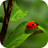 icon Ladybug Wallpapers(Ladybug) 1.0
