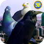 icon City Birds Simulator