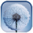 icon Dandelion(Dandelion Live Wallpaper) 2.0.3