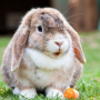 icon Rabbit Sounds(Suoni del coniglio)