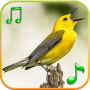 icon Birds sounds and ringtones(Suoni degli uccelli)