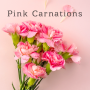 icon Pink Carnations(Tema garofani rosa)