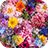 icon Vivid Flowers(Bellissimo sfondo Vivid Flowers Tema
) 1.0.0