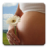 icon ru.fedr.pregnancy(Calendario della gravidanza) 2.3.4