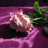 icon com.dakshapps.greenleafrose(LWP Green Leaf Rose) 3