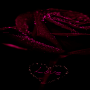 icon com.dakshapps.purpleroselove(Purple Rose Love LWP)